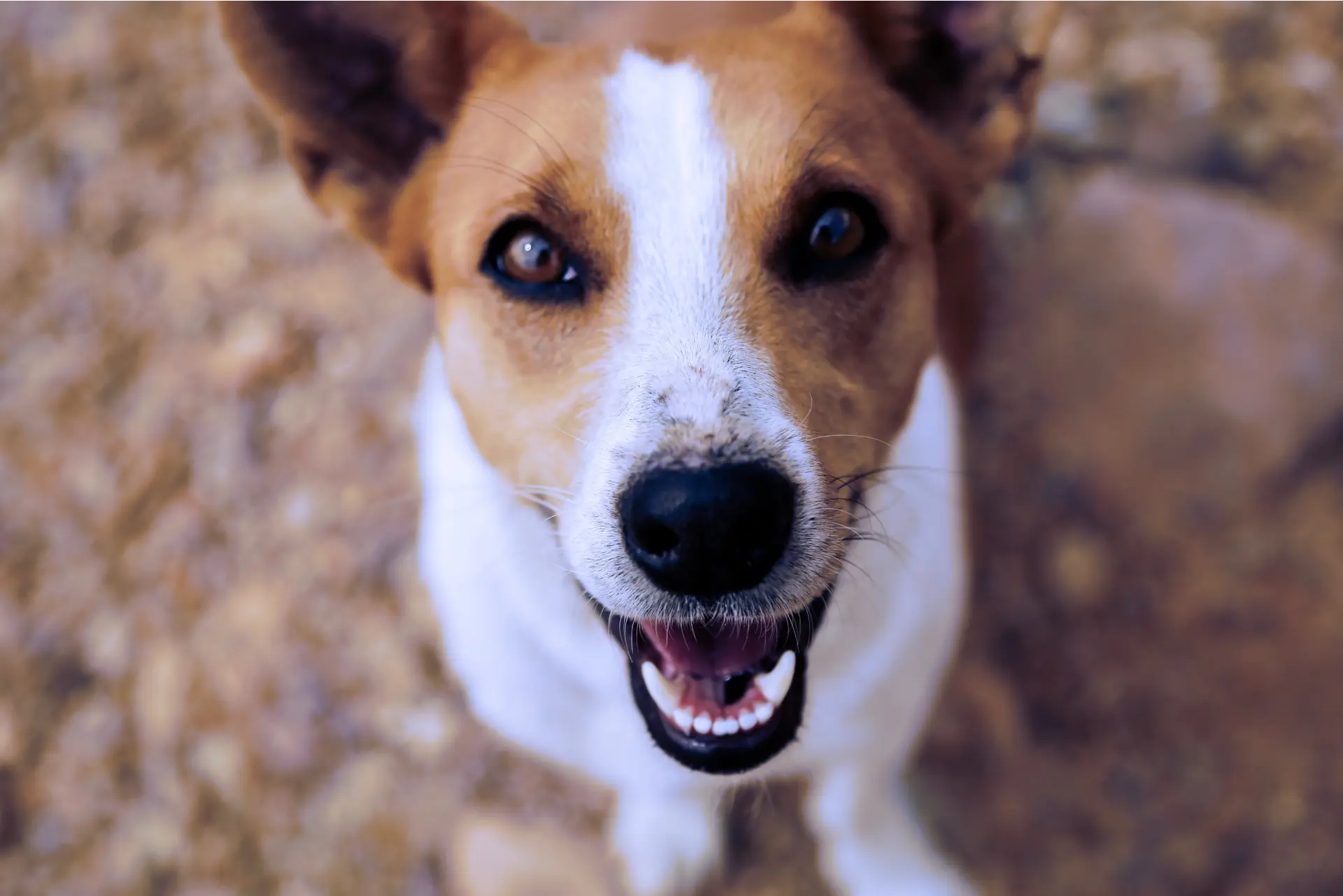 A Jack Russell terrier looking up at the camera, saved as a lightweight WebP that looks identical to the original PNG